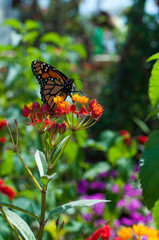 Butterfly on Flower