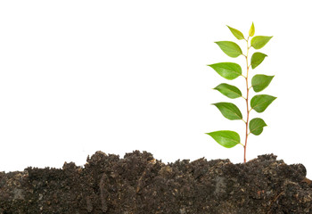 sapling growing from soil