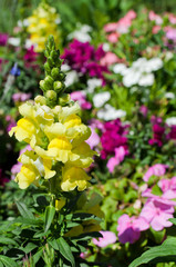 Yellow Snapdragon