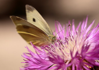 pieris rapae, pieride de la rave