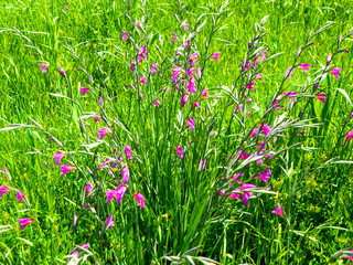 Frühling