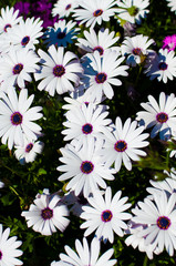 White Daisies