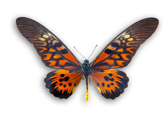 Obraz na płótnie Canvas Red butterfly isolated on white