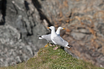 Goéland Belle-ile-en-mer