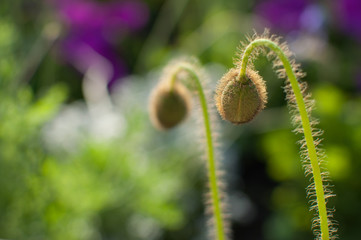 Poppy Buds
