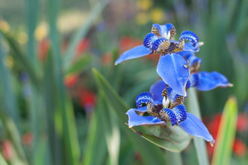 Blue Iris