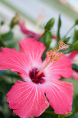 Pink Hibiscus