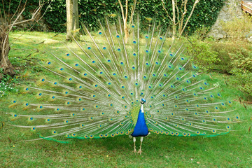 Peacock