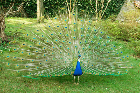 Fototapeta Peacock