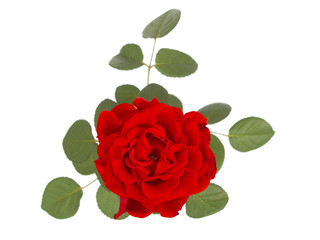 red rose