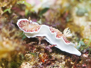 Nudibranch