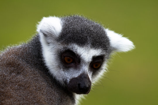 Ringtailed Lemur