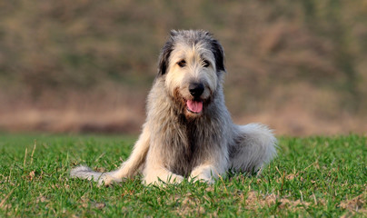 Irish wolfhound II