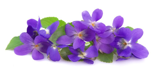 Fototapeta na wymiar Wild spring violets