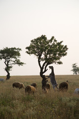 Naklejka premium Goat