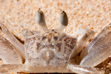 Crab on sand. Sri Lanka.
