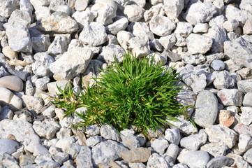 Steine mit Grasbüschel