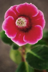 gloxinia flower macro