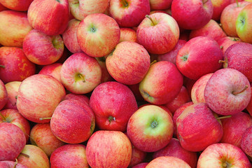 Riped red apples