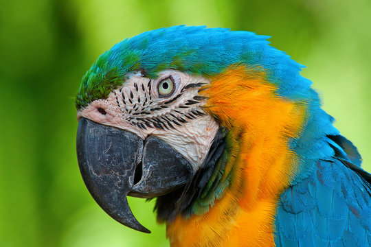 A blue and yellow macaw