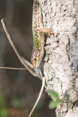 lezard au soleil