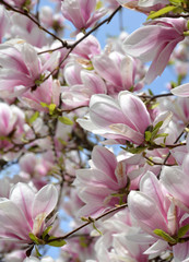 Fototapeta na wymiar magnolia ... floraison