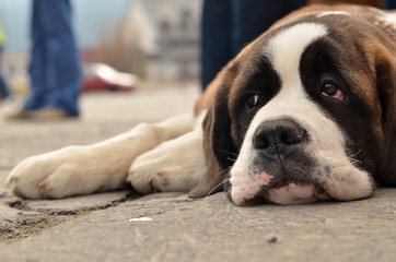 Saint Bernard