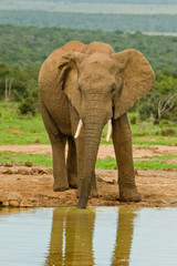 Elephant drinking