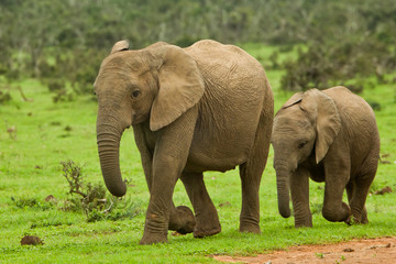 Fototapeta na wymiar Two young elephants