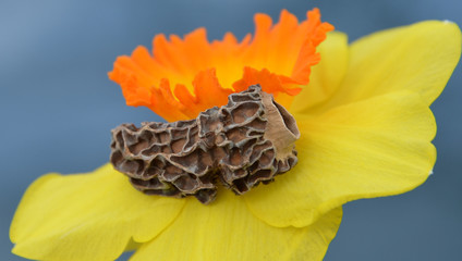 morille sur une fleur