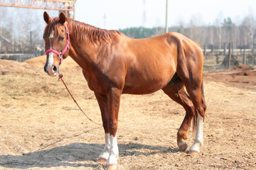 Obraz premium Лошадь гуляющая во дворе