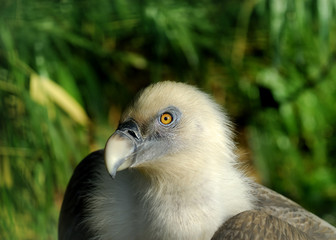 Griffon Vulture