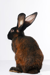 rabbit, animal