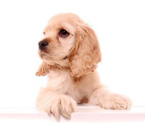 Puppy cocker spaniel on a white background