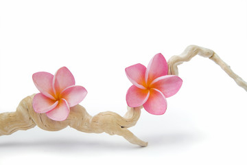 Frangipanis con Madera