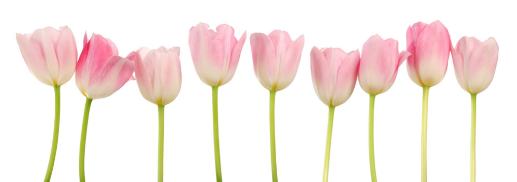 Zart Rosa Frühlings Tulpen