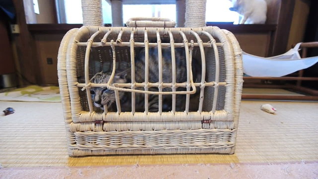 キャリーバックから出ようとする猫