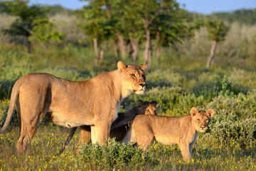 Obraz premium Lioness with two cubs,Etosha,Namibia