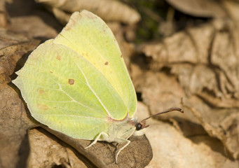 Gonepteryx rhamni