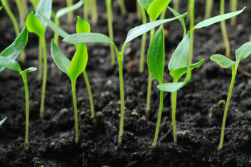 pepper seedlings