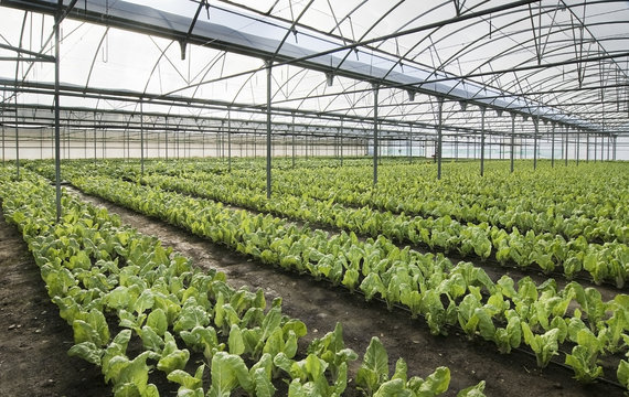 invernadero de cultivo de acelgas