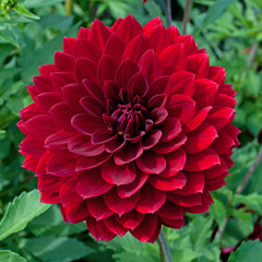 Dahlia