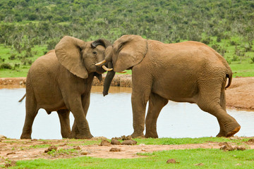 Fototapeta na wymiar Male elephants sparing