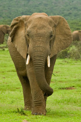 Fototapeta na wymiar Duży samiec słonia