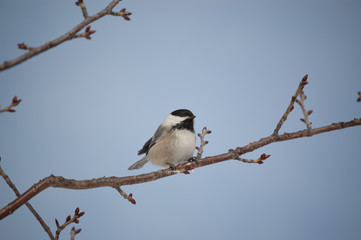 Fototapeta premium Black-capped Chickadee Perched on a Branch