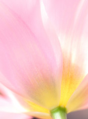 Beautiful soft pastel image of fresh Spring vibrant tulip flower