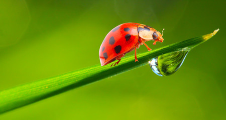 Plakat Ladybug running on a dewy grass.