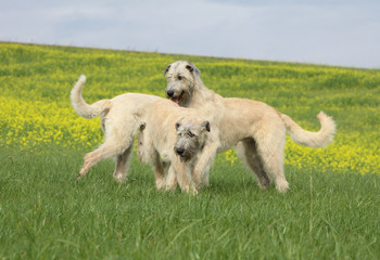 simulacre de bataille pour deux lévriers