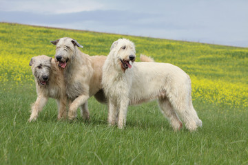 three irish wolfhound playing outside