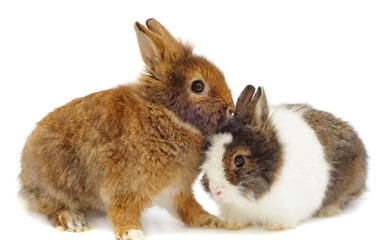 pair of rabbits